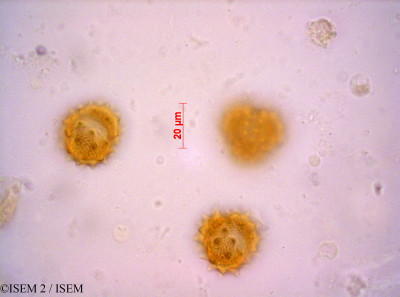 ISEM 2/Pentzia_argentea_40348/Pentzia_argentea_40348_0001(copy)_thumb.jpg